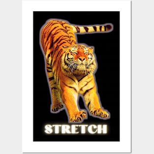 Stretch by a large tiger - white text 1 Posters and Art